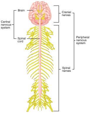 There are 31 pairs of spinal nerves which emerge directly from the spinal cord and are a mix of sensory neurons and motor neurons.