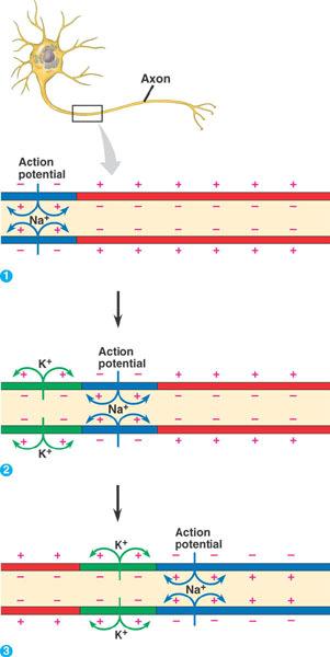 An action potential in one part of a neuron will cause the development of an action potential in the next section of the neuron.