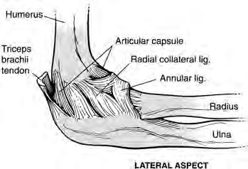 Consequently, the MCL is taut in all joint positions. If the MCL is injured, the radial head becomes important in providing stability when a valgus force is applied (4).