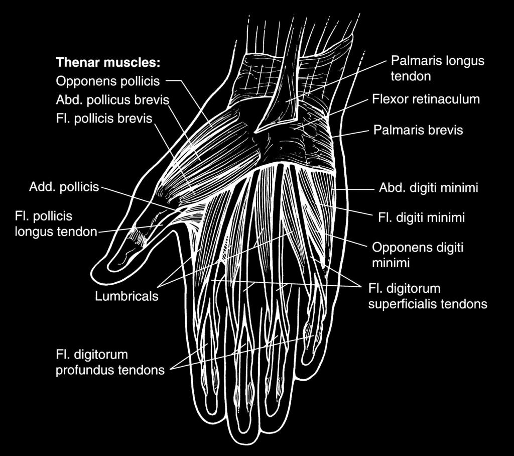 can perform both precision and power movements because of numerous joints controlled by a large number of muscles. Most of the muscles originate in the forearm and enter the hand as tendons.