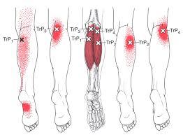 o Sit in chair that allows feet to touch the ground Gastrocnemius/Soleus Function: flexes the knee and