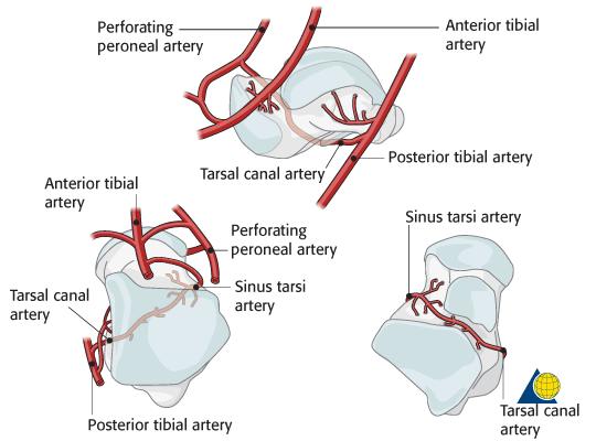 Vascularity of the Talus Artery to the sinus tarsi from: - the peroneal and anterior tibial arteries, - the deltoid branch from the posterior