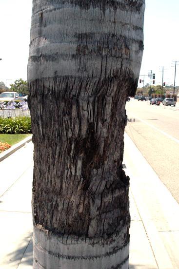 Trunk Rot on