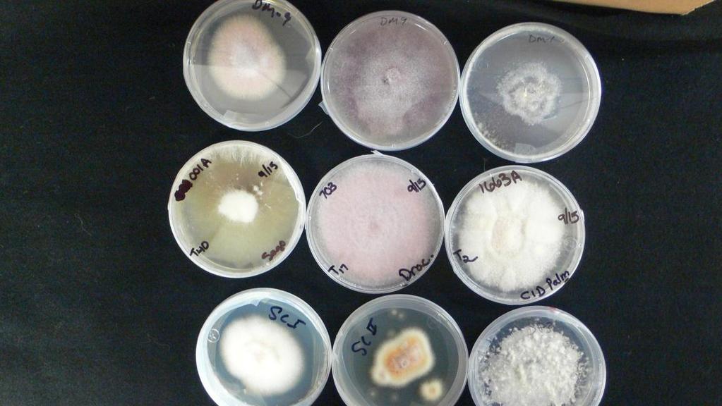 Fusarium oxysporum Soil-borne fungus Long lived Up to 25 years in soil without a host Survives in soil as longlived chlamydospores Survives in warm and