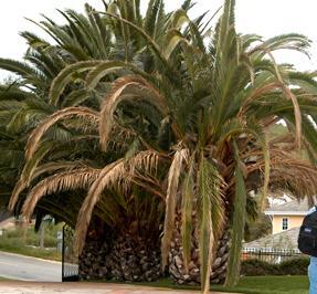 Wilt and dieback of canary island palm in California.