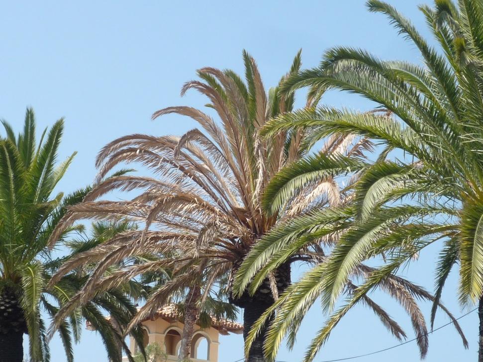 Some History Foxy only found in Phoenix canariensis, (Feather 1979). Later, Phoenix dactylifera was shown to be susceptible (Ohr and others 1980) Feather T.V., H.D. Ohr, and D. Munneke. 1979. Wilt and Dieback of Canary Island Palm in California.