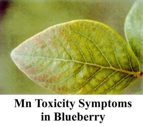36 Toxicity Acid soil is the most common cause of Mn toxicity with most plant species. Because blueberries have evolved with and become adapted to strongly acid soils, Mn toxicity is not common.
