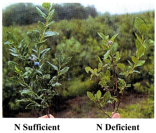 9 Nitrogen (N) Function of N in Plants Nitrogen is a structural component of several essential plant parts and compounds. They include... 1.