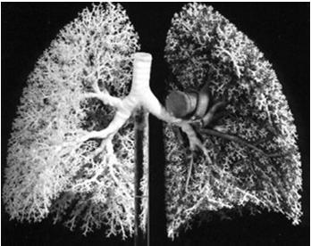 Topic: Respiratory and Systemic Disease 1 Structures of the Respiratory System Function of the Respiratory System Exchange of gases between the atmosphere and the blood Respiratory system divided