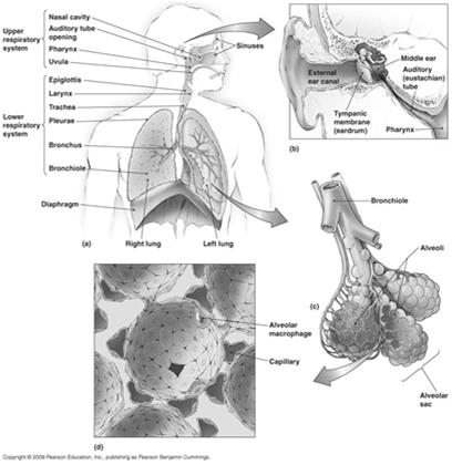 Structures of the Lower Respiratory System Components of the lower respiratory system Larynx contains the vocal cords Trachea, bronchi, bronchioles series of tubes that allow movement of air through