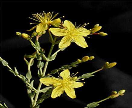 Hypericum triquetrifolium have been used in traditional Arab herbal medicine to treat various inflammatory diseases.