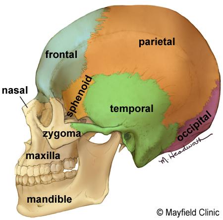 Protected within the skull, the brain is composed of the cerebrum, cerebellum, and brainstem. The brainstem acts as a relay center connecting the cerebrum and cerebellum to the spinal cord.