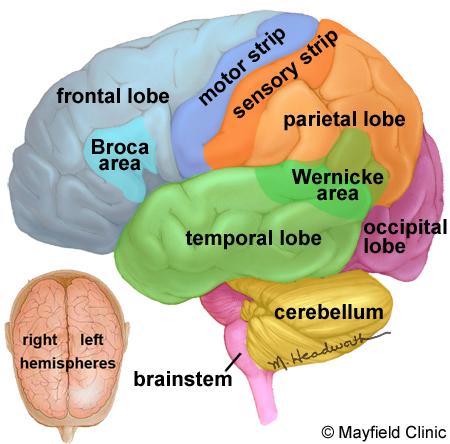 Brain The brain is composed of the cerebrum, cerebellum, and brainstem (Fig. 3). The cerebrum is the largest part of the brain and is composed of right and left hemispheres.