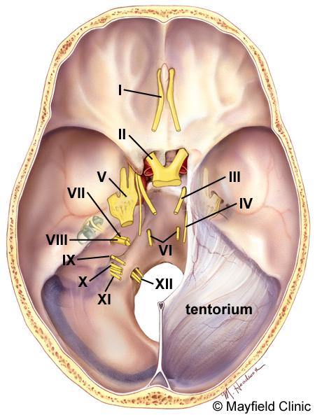 Deep structures Hypothalamus - is located in the floor of the third ventricle and is the master control of the autonomic system.