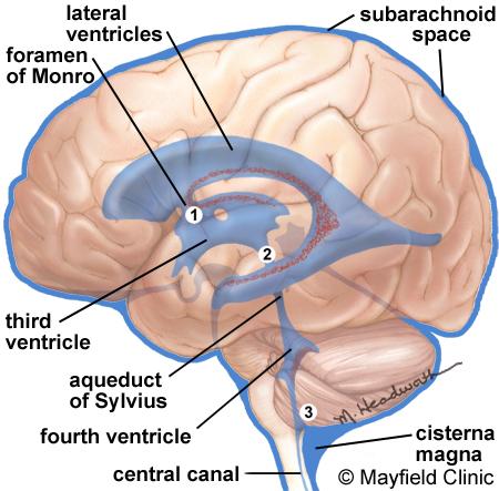 only to form venous sinuses. The dura creates little folds or compartments. There are two special dural folds, the falx and the tentorium.