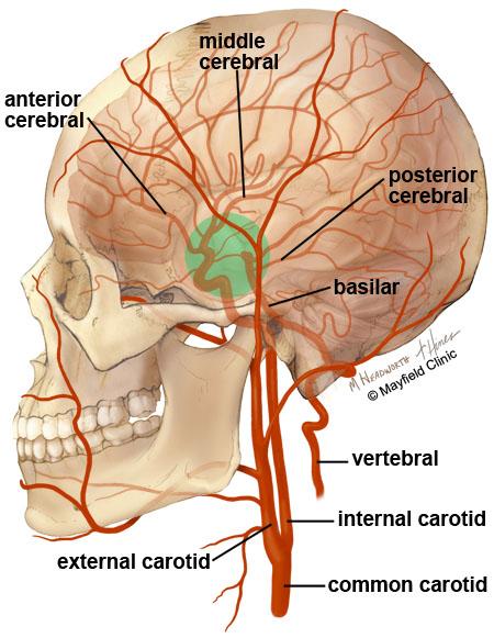 The arachnoid mater is a thin, web-like membrane that covers the entire brain. The arachnoid is made of elastic tissue. The space between the dura and arachnoid membranes is called the subdural space.
