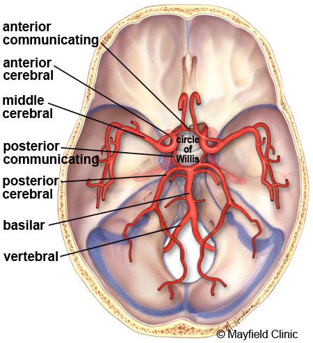 The venous circulation of the brain is very different than the rest of the body. Usually arteries and veins run together as they supply and drain specific areas of the body.