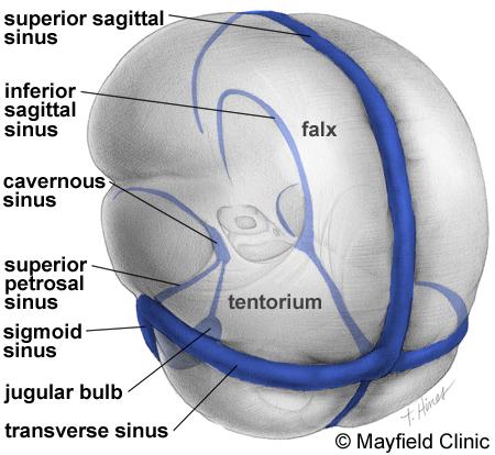 The major vein collectors are integrated into the dura to form venous sinuses (Fig. 10) - not to be confused with the air sinuses in the face and nasal region.