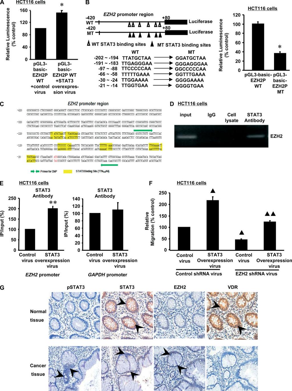 286 Y-W Lin et al Figure 6. The mechanism of STAT3-mediated EZH2 up-regulation in CRC cells.
