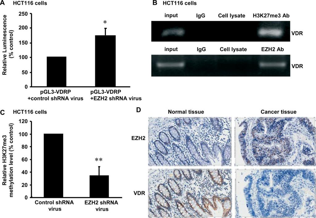 284 Y-W Lin et al Figure 4. The mechanism of EZH2-mediated VDR down-regulation in CRC cells. (A) Knockdown of EZH2 significantly increased the luciferase activity of the VDR gene promoter.