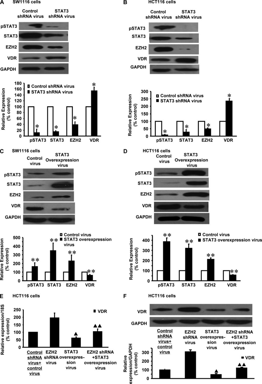 STAT3 up-regulates EZH2 which may deregulate VDR 285 Figure 5. Effect of STAT3 on EZH2 and VDR expression in CRC cells.