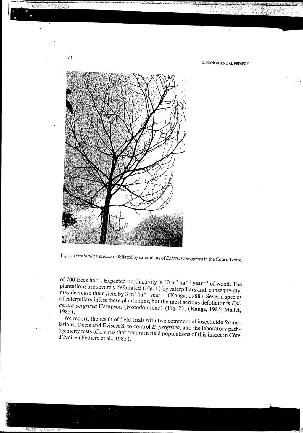 74 L. UNGA AND G. FEDIERE Fig. 1. Tertninalia ivorensis defoliated by caterpillars of Epicerurapergrisea in the Côte d'ivoire...' of 700 trees ha-'. Expected productivity is 10 m3 ha-' year-' of wood.
