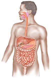 3 In the small intestine, pancreatic amylase completes the digestion of starch to maltose.