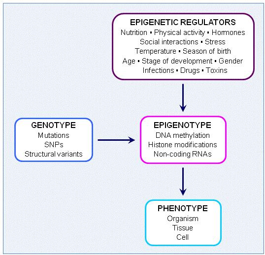 Nutrients 2013, 5 893 Epigenomic maps provide more information than is gained from gene expression data alone.