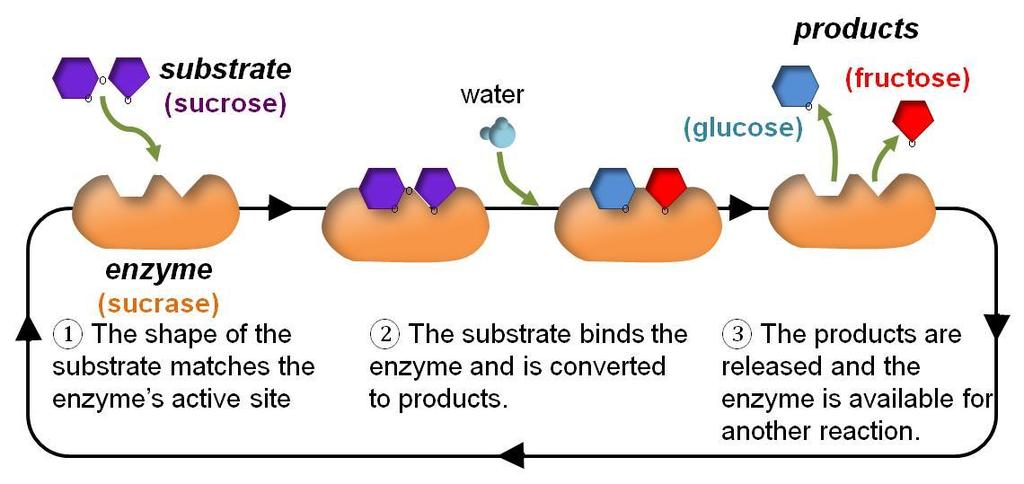 Enzymes Since it would be impossible for living cells to control and coordinate their many biochemical reactions by adjusting the temperature, cells rely on biological catalysts.