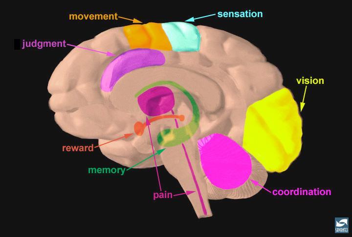 Brain regions and neuronal pathways Parts of the brain govern specific functions: sensory-blue motor-orange visual