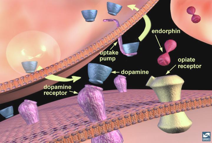Dopamine neurotransmission & modulation by endogenous opiates Vesicle fuses with membrane releases dopamine Dopamine molecules bind to dopamine receptor After