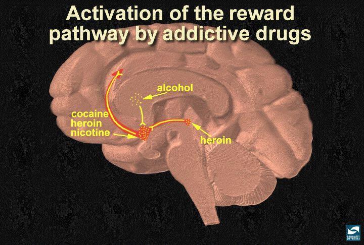 Neurobiology of Addiction The artificial release of dopamine occurs in levels never seen