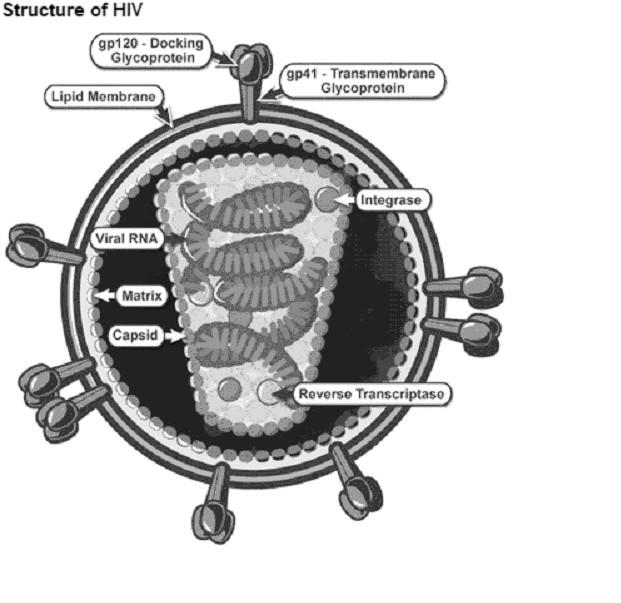 inserted, or integrated, into the cell s DNA. This viral DNA is now called a provirus. Often, it may remain in the host cell DNA for many years before becoming active.