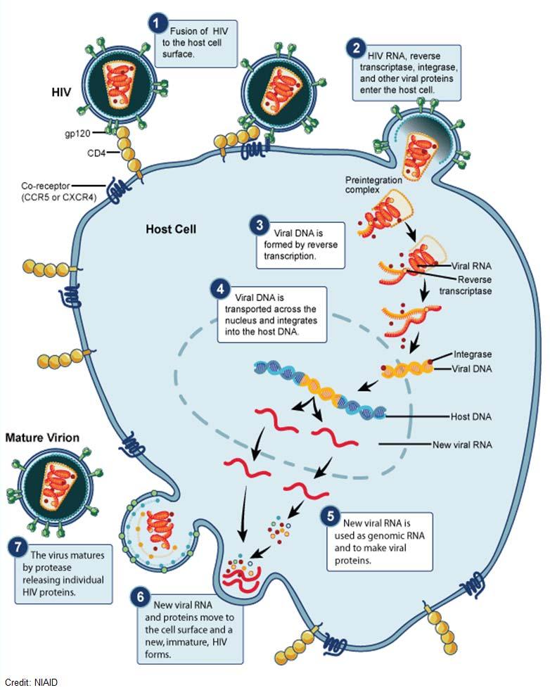 Figure 3. Diagram of HIV replication cycle <http://www.niaid.nih.gov/topics/hivaids/understanding/biology/pages/hivreplicationcycle.