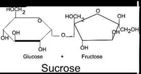 Enzymes Help Us Digest Food 1 Introduction to Sugars and Enzymes The food you eat contains many different types of molecules, including two types of sugar molecules: monosaccharides and disaccharides.