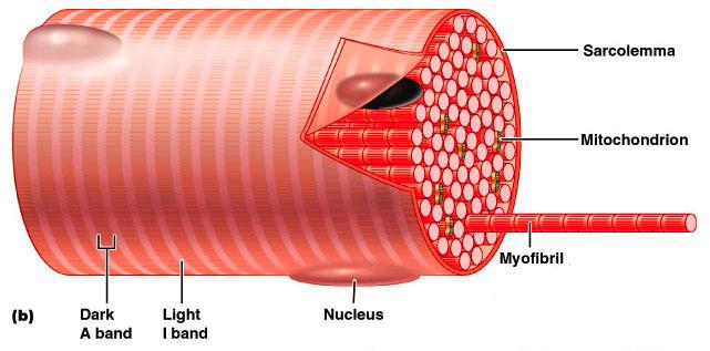 Fibers are 10 to 100 µm in diameter, and up to hundreds of centimeters long 3. Sarcoplasm has numerous glycosomes and a unique oxygenbinding protein called myoglobin 4.