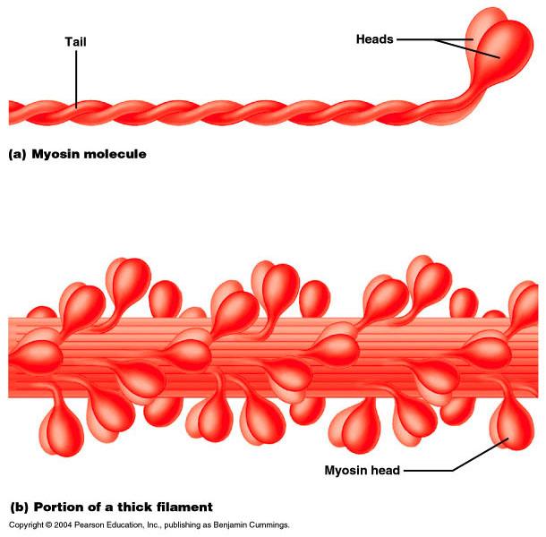 lines appear darker due to the presence of the protein desmin F. Ultrastructure of Myofilaments: Thick Filaments 1. Thick filaments are composed of the protein myosin 2.