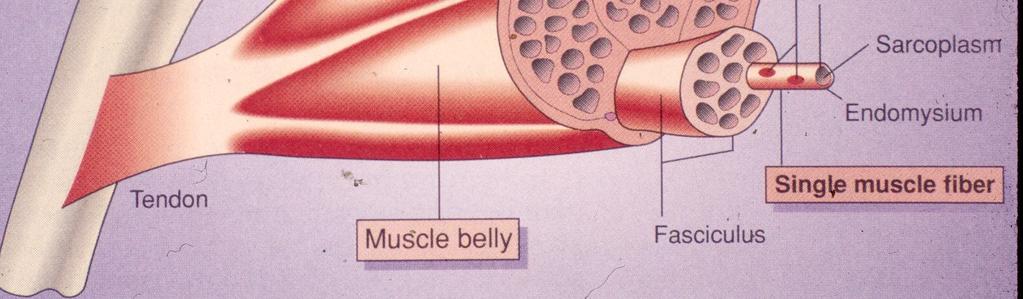 Velocity Epimysium - separates fascia and muscle Perimysium - separates