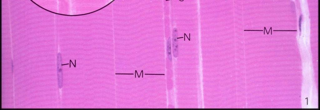 proteins) Myofibrils - longitudinal subcellular structures of muscle proteins.