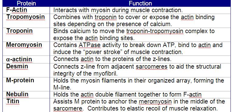 Skeletal Muscle Contraction Excitability - receive and propagate an action potential. Contractility - contract/shorten Elasticity - rapidly return to a pre-contraction length.