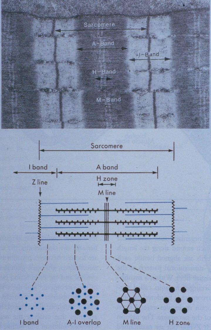 Electron Micrograph Each myosin