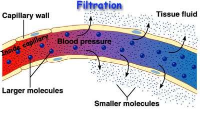 d) Filtration = Ex. Filtration of solutes through glomerulus of kidney nephron based on arterial blood pressure entering nephron.