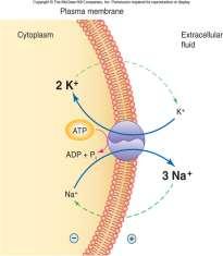 2. Active Transport a) Primary Active Transport = movement of ions with a pump fueled by ATP.