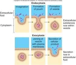 3. BulkTransport = A) Endocytosis = bulk movement of molecules into a cell.
