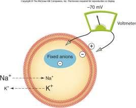 4. Membrane Potential Resting cell membrane potential (MP)= -70 mv inside of cell has fixed number of anions (neg