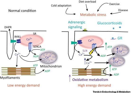 Sarcolipin: A Key Thermogenic and Metabolic Regulator in Skeletal Muscle Sarcolipin Promotes Oxidative Metabolism under Conditions of Increased Energy Demand.