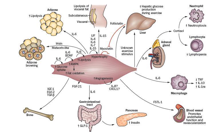 Glucose Metabolism Lipid Metabolism Vascular Function Inflammation
