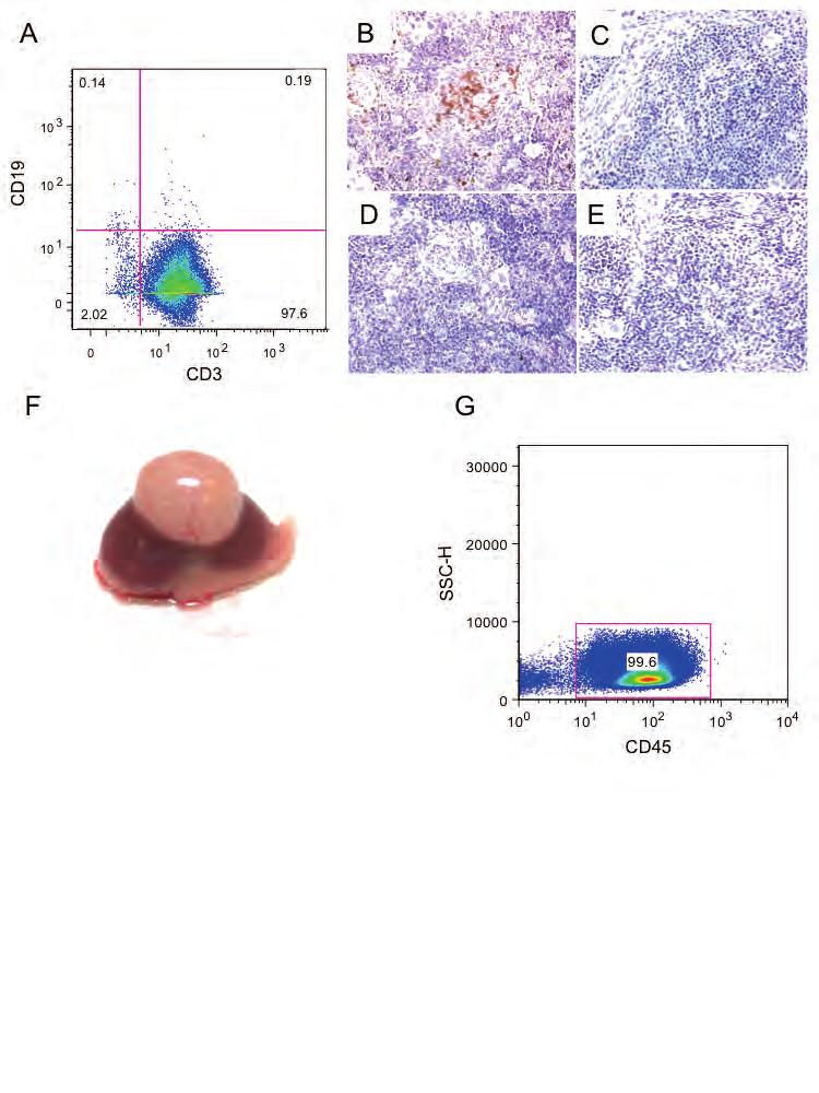 Figure 9. Phenotypic analysis of BLT mice. Reconstituted BLT mice were analyzed by flow cytometry and immunohistochemistry for the presence of human CD3 + T cells (n=6) and CD19 + B cells (n=4).