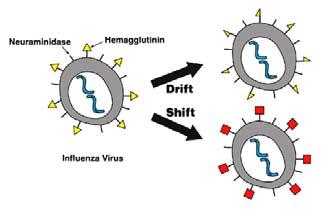 Nomenclature A/California/7/2009 (H1N1) Influenza Virus Can Change in 2 Ways 1.