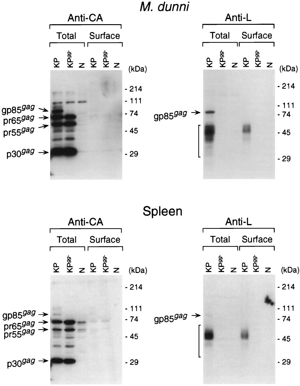 VOL. 71, 1997 PROCESSING OF GLYCOSYLATED Gag 5357 FIG. 1. Immunoblot analysis of Gag proteins produced by M. dunni and spleen cells infected with KP.
